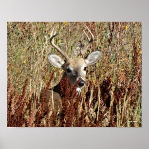 Póster D34 Ciervo de cola blanca entre las malezas