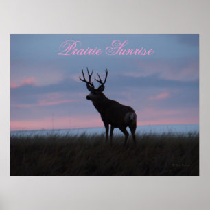 Póster D3 Mule Deer Sunrise Buck