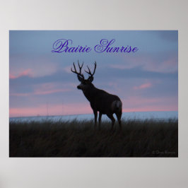 Póster D3 Mule Deer Sunrise Buck