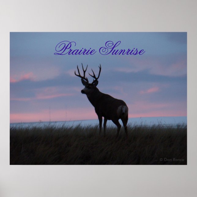 Póster D3 Mule Deer Sunrise Buck (Frente)