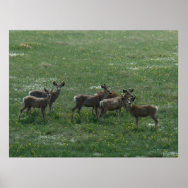Póster D7 Mule Deer Spring Bucks en verde
