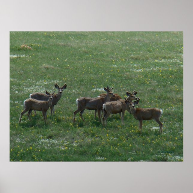 Póster D7 Mule Deer Spring Bucks en verde (Frente)