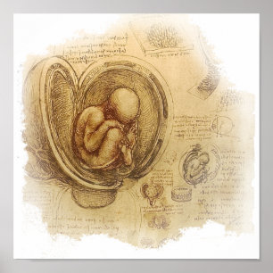 Póster da Vinci - Embryo Sketch