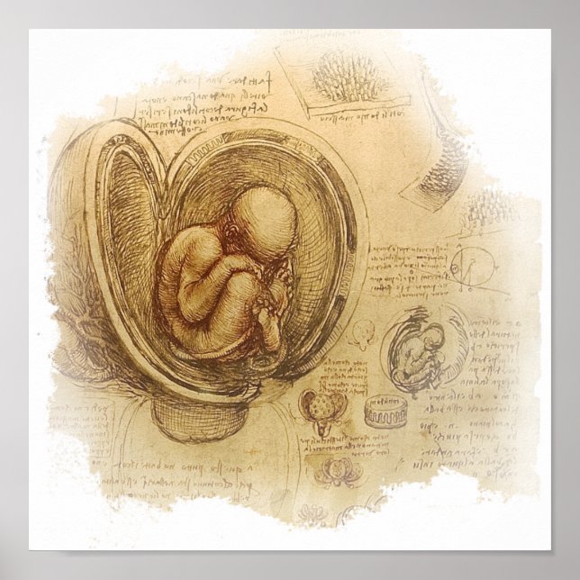 Póster da Vinci - Embryo Sketch (Frente)