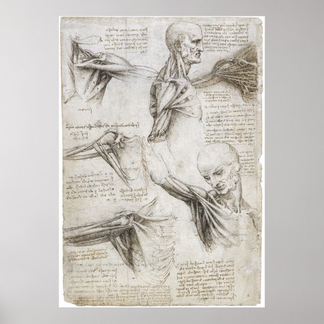 Póster Da Vinci, Leonardo - Estudio de la anatomía (Frente)