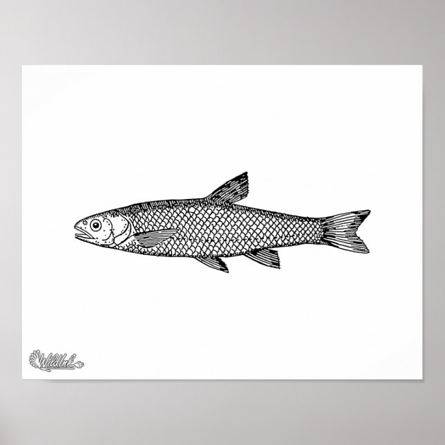 Póster Dace (Frente)