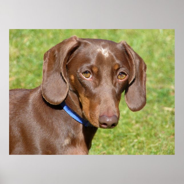 Póster Dachshund (Frente)