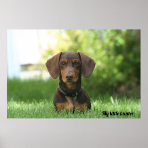 Póster Dachshund