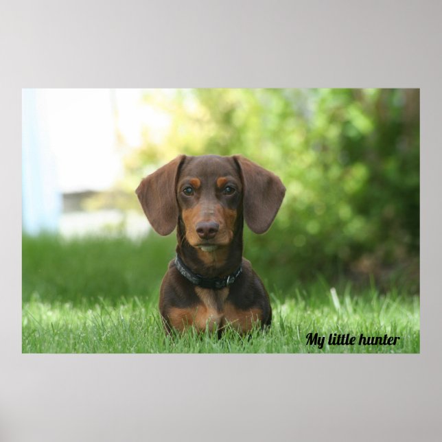 Póster Dachshund (Frente)