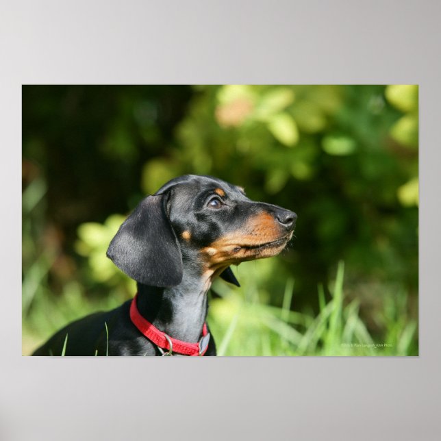 Póster Dachshund 3 de Miniture negra y tan (Frente)