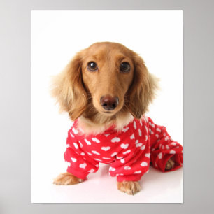 Póster Dachshund Cachorro con traje de San Valentín