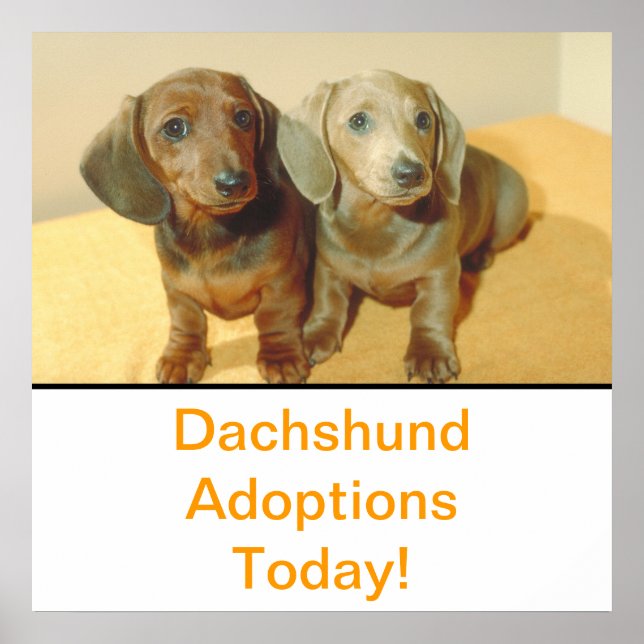 Póster Dachshund cachorros Poster de Adopción (Frente)