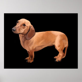 Póster Dachshund de Stephen Renn