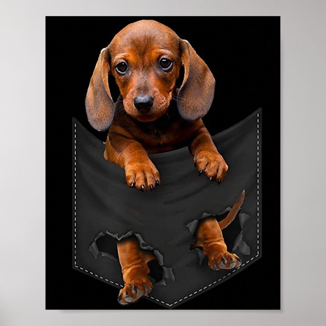 Póster Dachshund En Mi Bolsillo Dachshund Weiner Dog (Frente)
