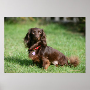 Póster Dachshund en miniatura de pelo largo y chocolate