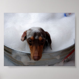 Póster Dachshund en Tub