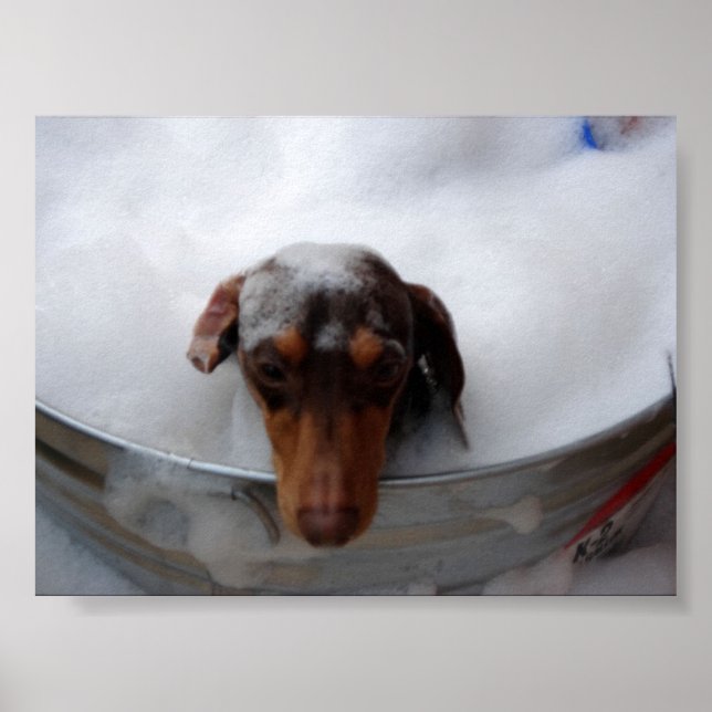 Póster Dachshund en Tub (Frente)