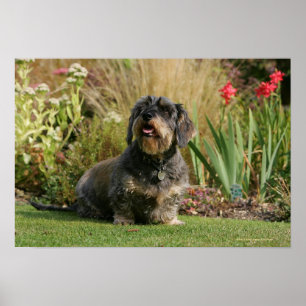 Póster Dachshund estándar de cabello alambrado