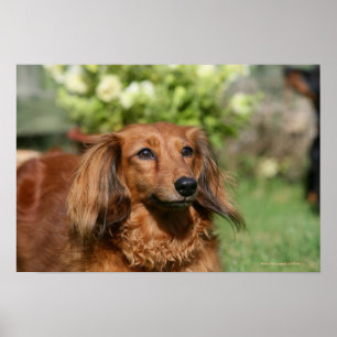 Póster Dachshund miniatura de pelo largo rojo