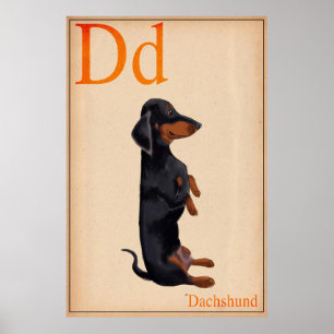 Póster Dachshund Poster