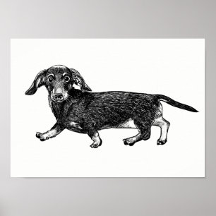 Póster Dachshund Poster / Wall Art