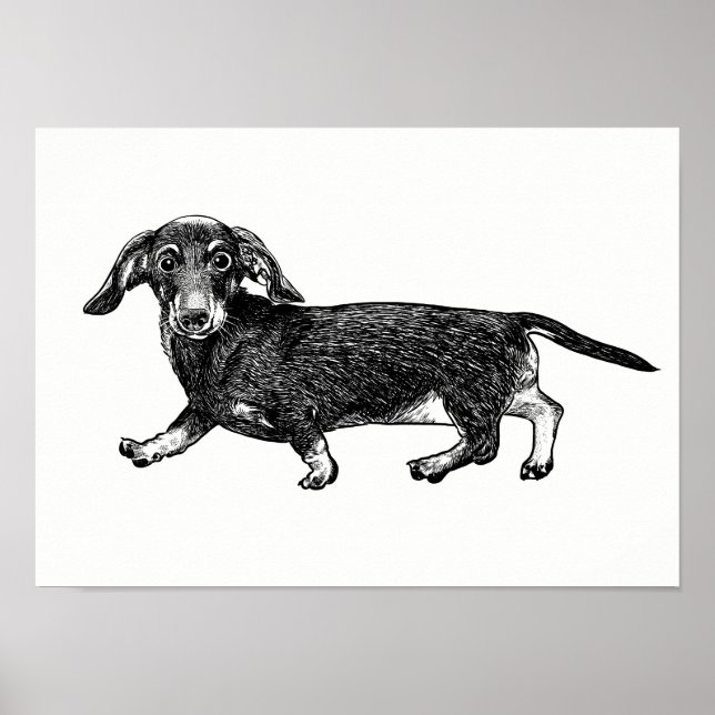 Póster Dachshund Poster / Wall Art (Frente)