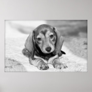 Póster Dachshund Puppy