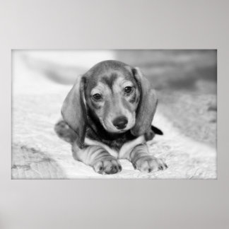 Póster Dachshund Puppy