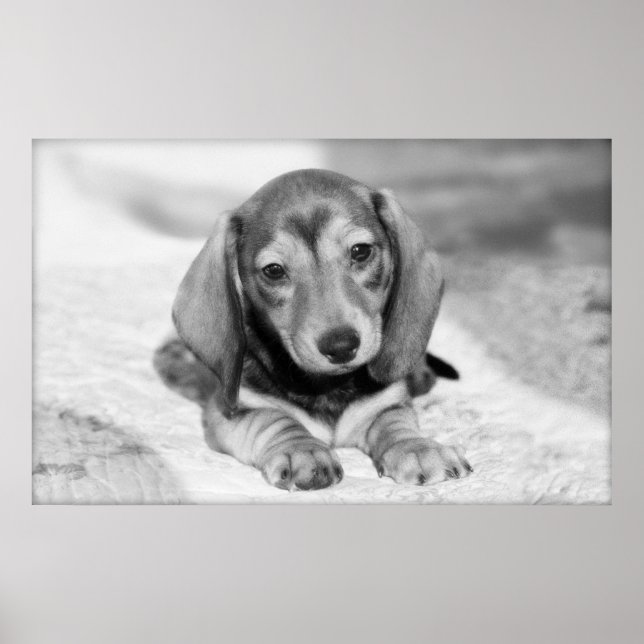 Póster Dachshund Puppy (Frente)