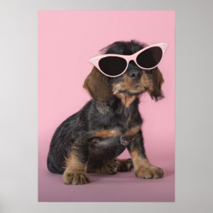 Póster Dachshund Puppy Usando Gafas De Sol