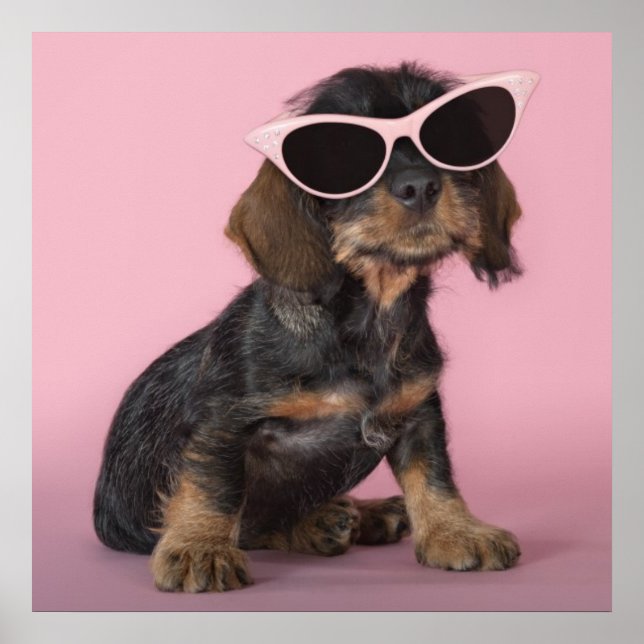 Póster Dachshund Puppy Usando Gafas De Sol (Frente)
