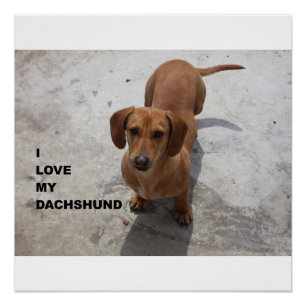 Póster dachshund rojo completo amor con foto