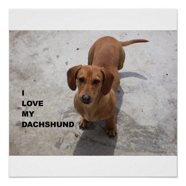 Póster dachshund rojo completo amor con foto (Anverso)