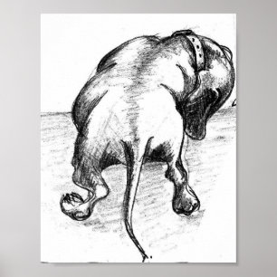 Póster Dachshund sketch
