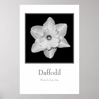 Póster 'Daffodil'