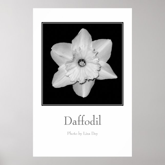 Póster 'Daffodil' (Frente)