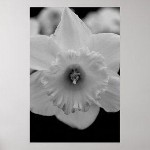 Póster Daffodil
