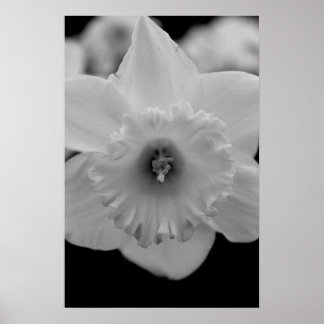 Póster Daffodil