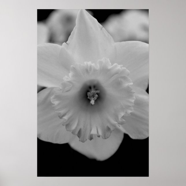 Póster Daffodil (Frente)