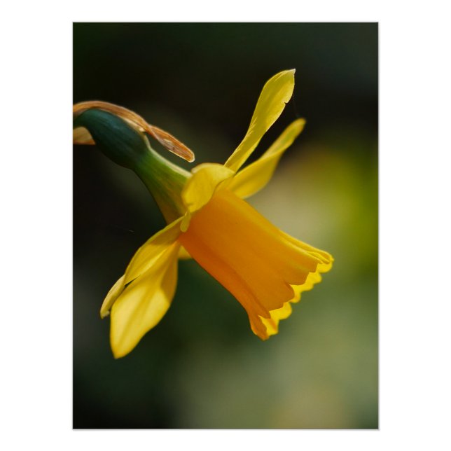 Poster Daffodil (Anverso)