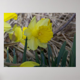 Póster Daffodil