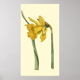 Póster Daffodil