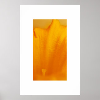 Póster Daffodil