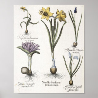 Póster Daffodil
