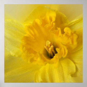 Póster daffodil amarillo