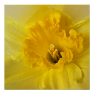 Póster daffodil amarillo