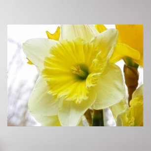 Póster Daffodil Blanco Y Amarillo