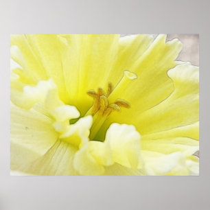 Póster Daffodil de primavera delgada