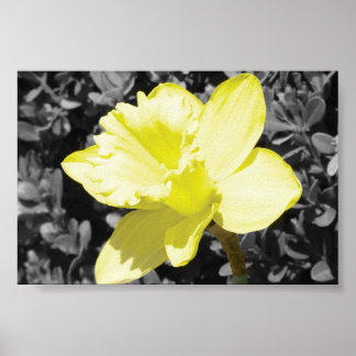 Póster Daffodil En Bloom
