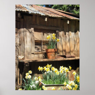 Póster Daffodil Hill Barn